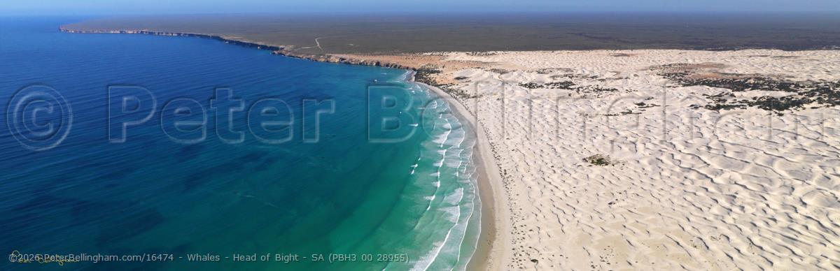 Peter Bellingham Photography Whales - Head of Bight - SA (PBH3 00 28955)